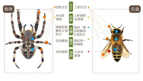 房間蜘蛛|蛛事吉祥——家中常見蜘蛛篇